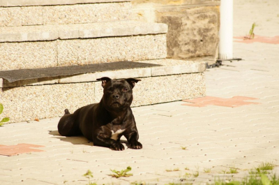 dsc03108.jpg