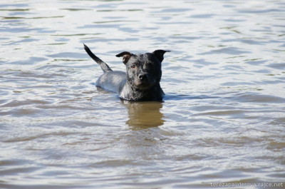 pancha.jpg