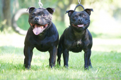 tyson-a-ushi2.jpg