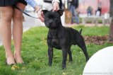 Mezinárodní výstava psů v Letňanech