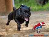 Dog racing říjen a listopad